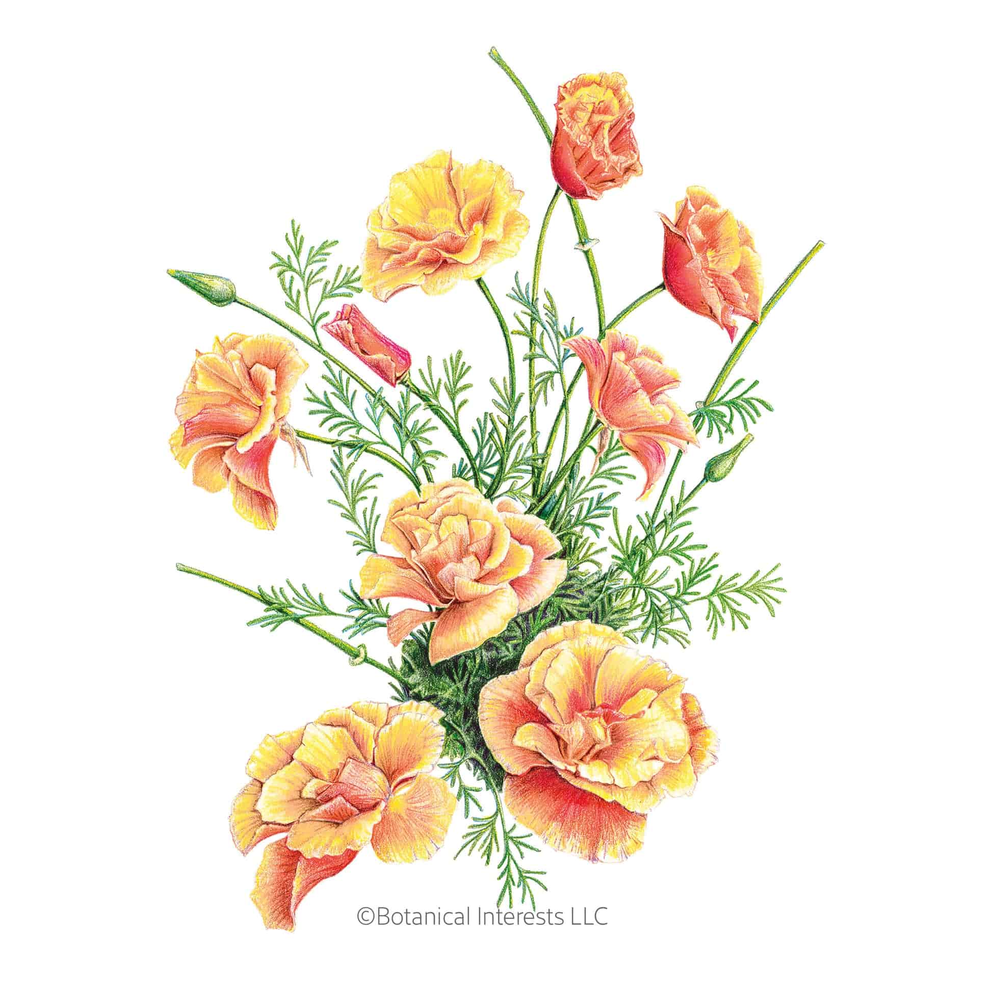 1417i_Poppy-California-Sparky-