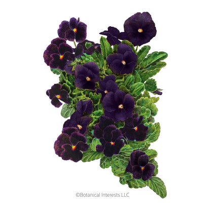 Back to Black Viola Seeds