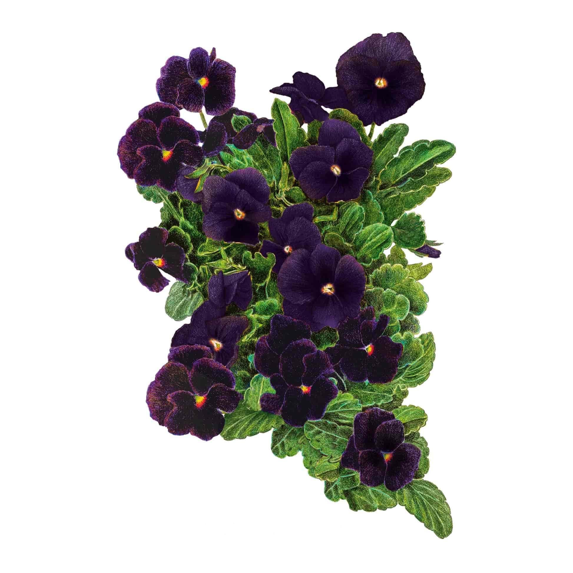 Back to Black Viola Seeds – Epic Gardening