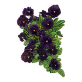Back to Black Viola Seeds
