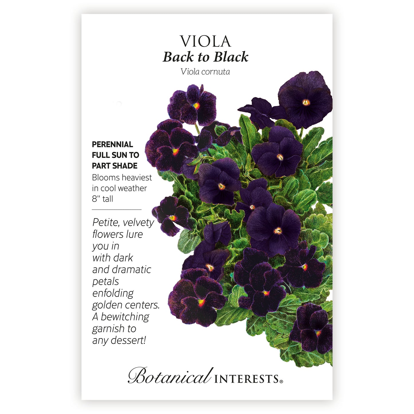 Back to Black Viola Seeds