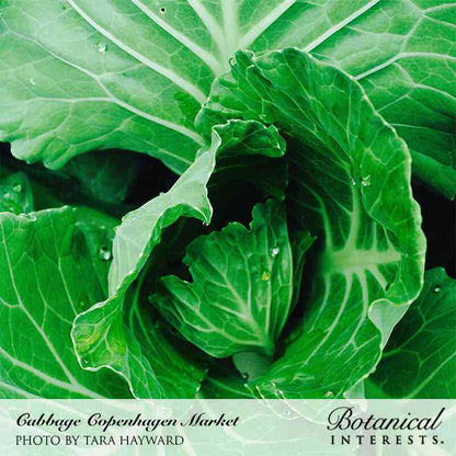 Copenhagen Market Cabbage Seeds