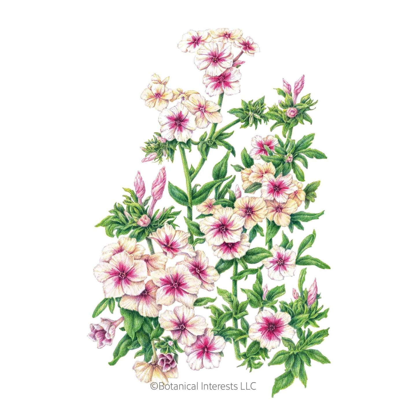 Cherry Caramel Phlox Seeds