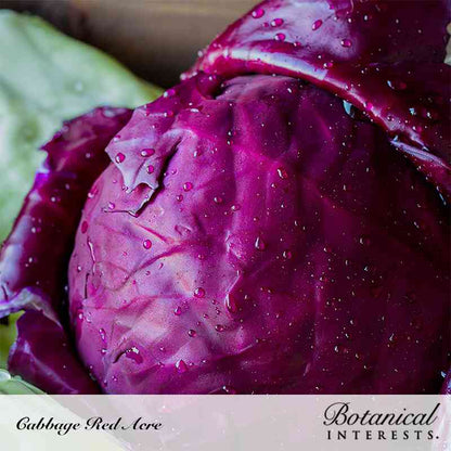 Red Acre Cabbage Seeds