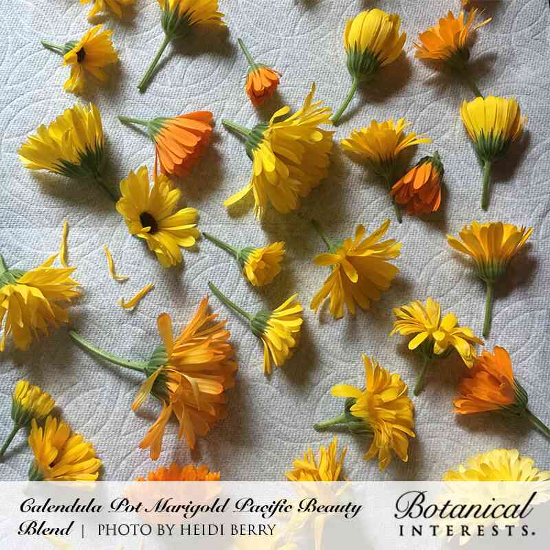 Pacific Beauty Blend Calendula (Pot Marigold) Seeds