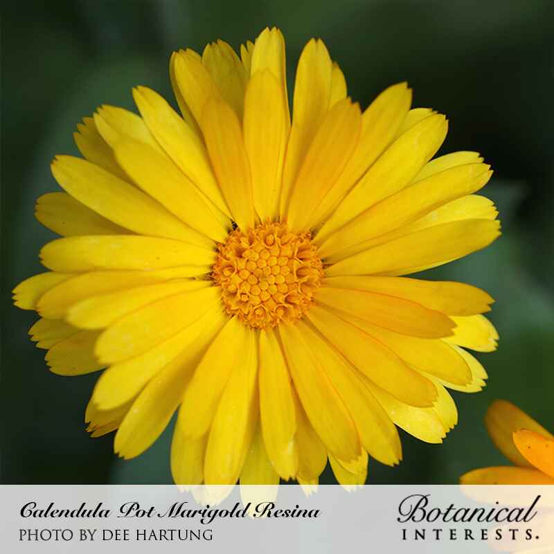 Resina Calendula (Pot Marigold) Seeds