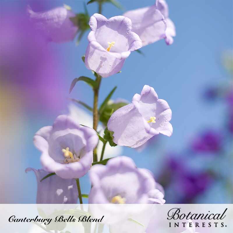 canterbury bell flower seeds Storybook Blend Canterbury Bells Seeds
