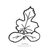 Crimson Sweet Watermelon Seeds