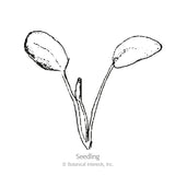 Milkweed/Butterfly Flower Seeds