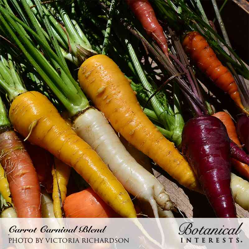 Carnival Blend Carrot Seeds