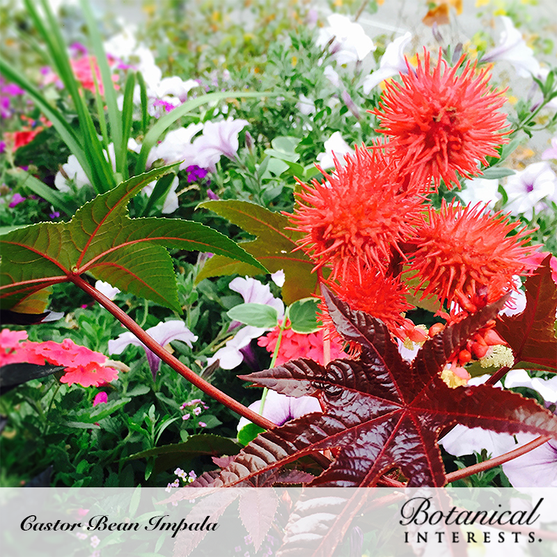 castor oil seed plant Impala Castor Bean Seeds