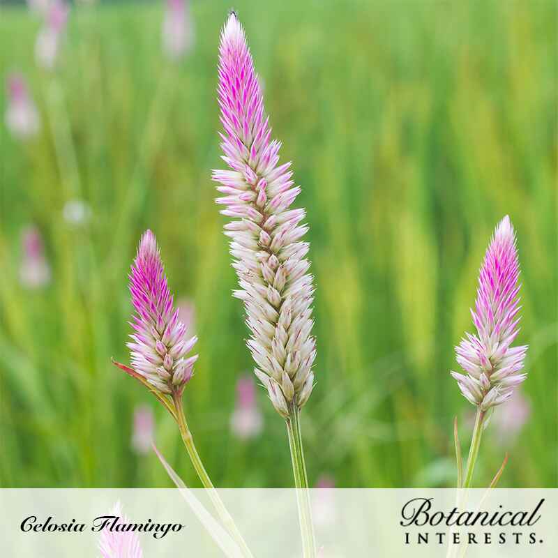 flamingo flower seeds Flamingo Celosia Seeds