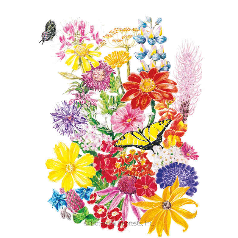 Bring Home the Butterflies Flower Mix Seeds