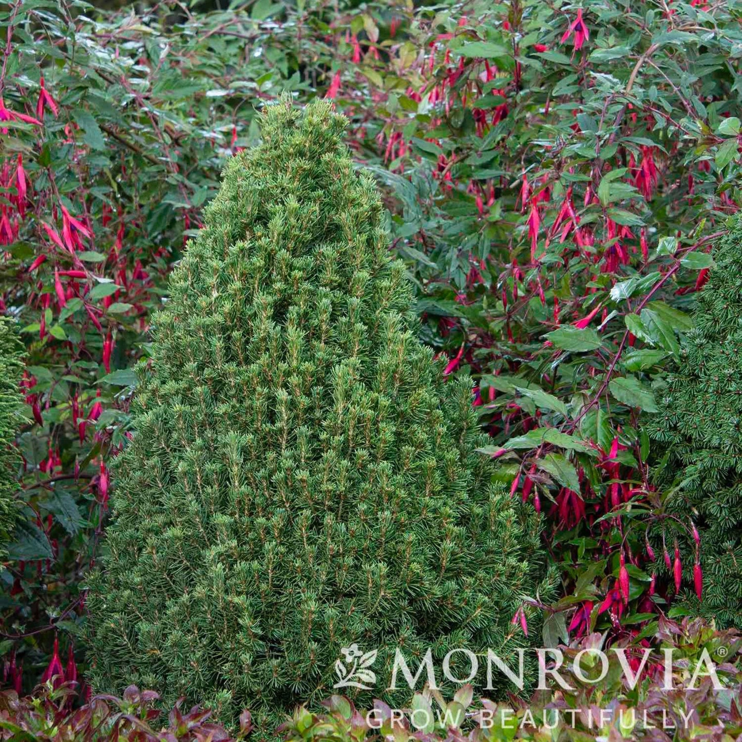 Tiny Tower® Dwarf Alberta Spruce