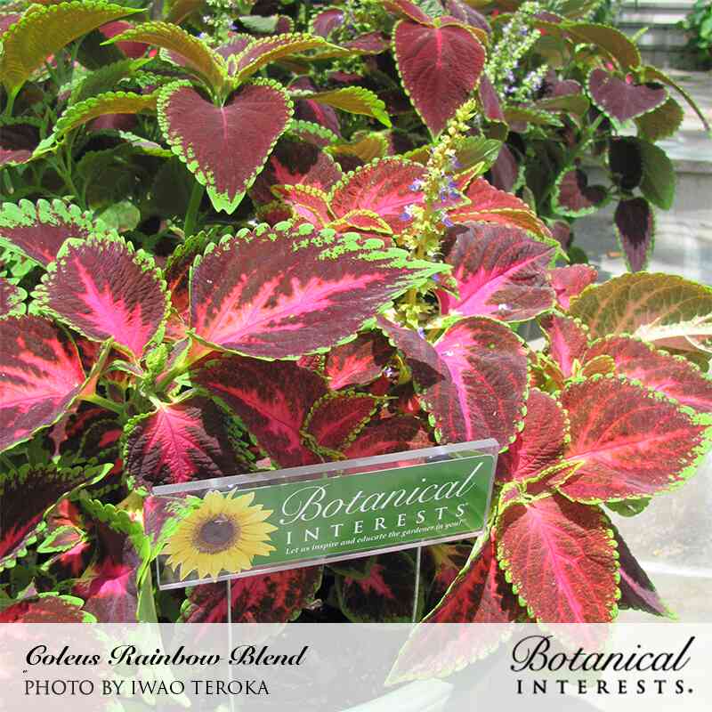 rainbow plant seeds Rainbow Blend Coleus Seeds