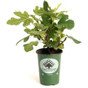 Fignomenal Fig
