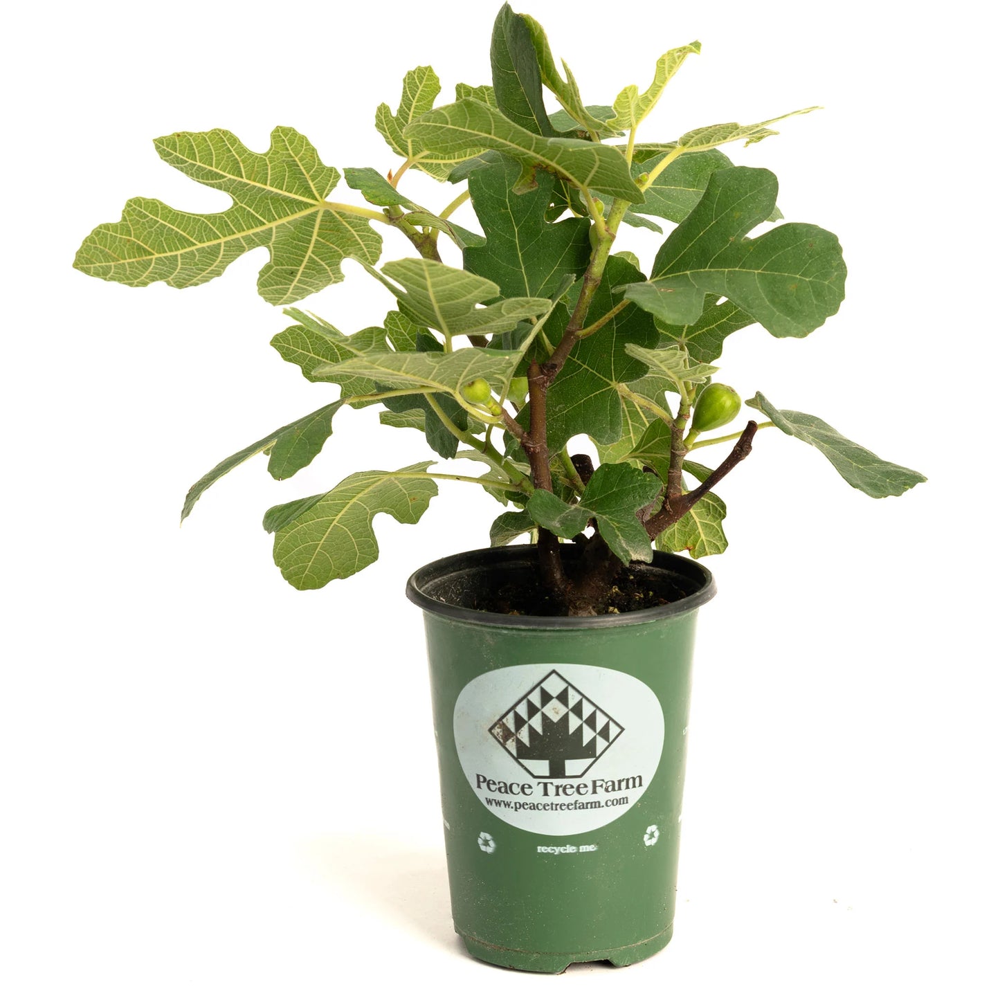 fig tree potted plant Fignomenal Fig – Epic Gardening