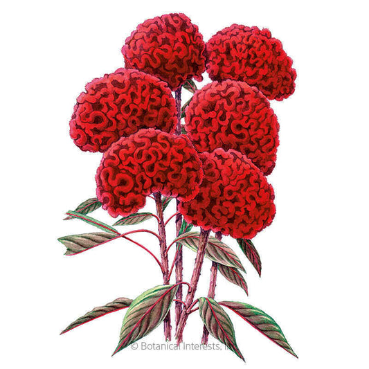 Chief Red Flame Celosia Seeds