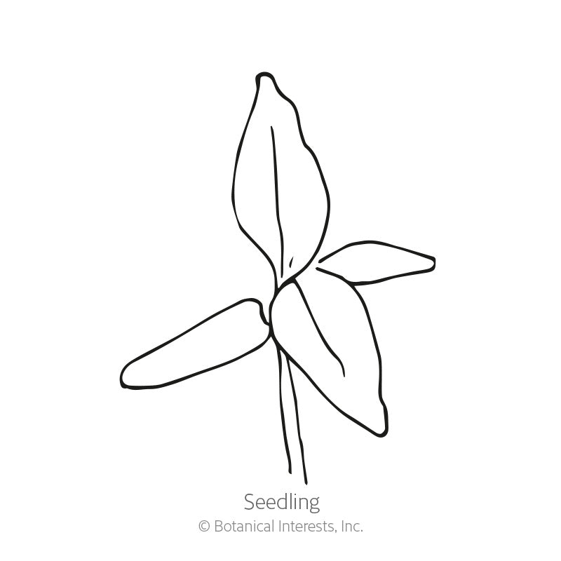 Chief Red Flame Celosia Seeds