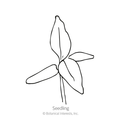 Chief Red Flame Celosia Seeds