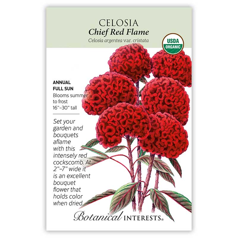 Chief Red Flame Celosia Seeds