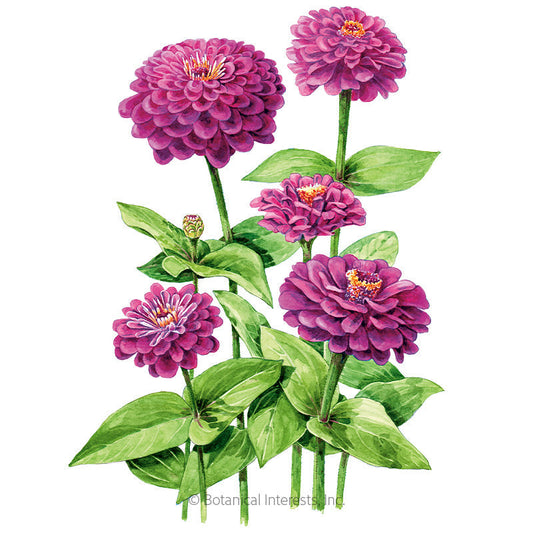 Giant Purple Zinnia Seeds Product Image