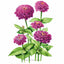 Giant Purple Zinnia Seeds