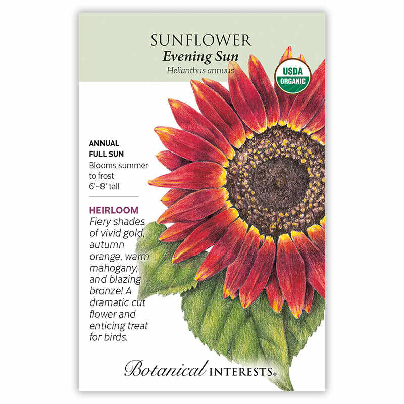 sunflower seed planting guide Evening Sun Sunflower Seeds