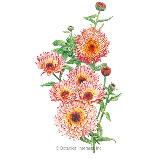 Zeolights Calendula (Pot Marigold) Seeds