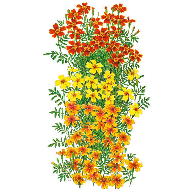 Gem Blend Signet Marigold Seeds – Epic Gardening