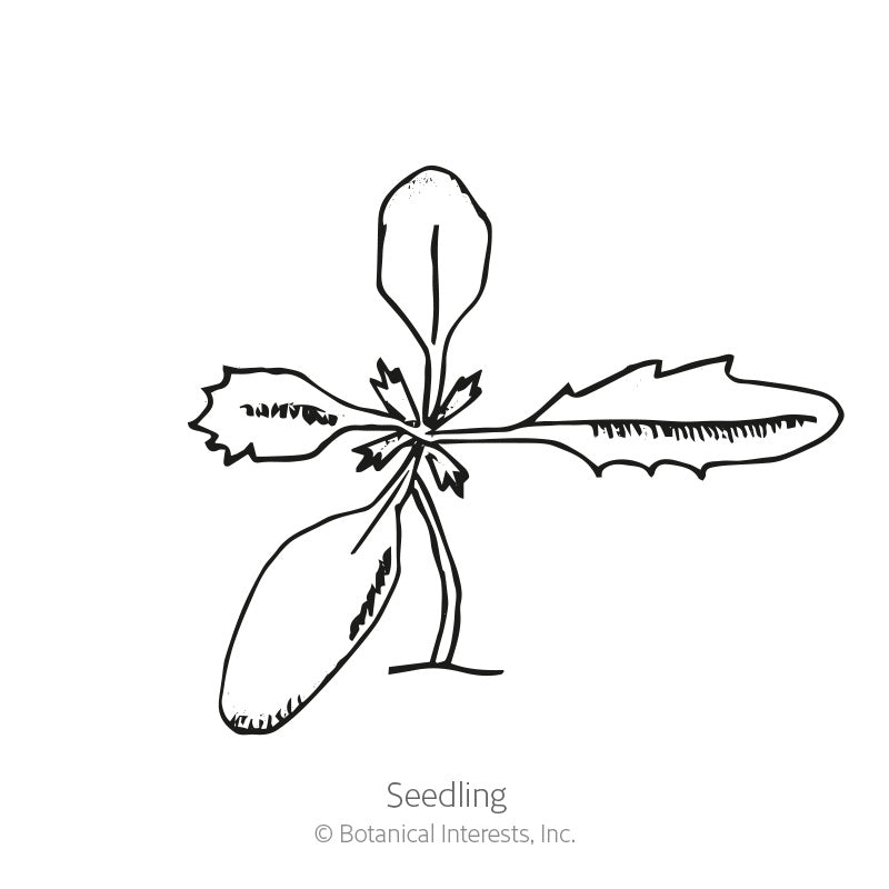Gem Blend Signet Marigold Seeds Product Image
