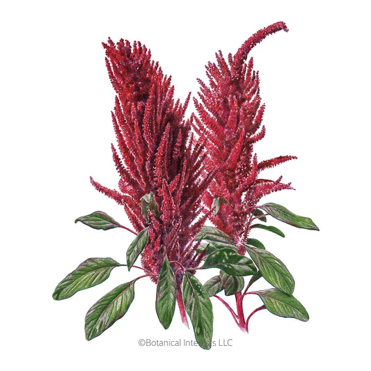 Burgundy Amaranth Seeds
