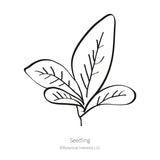 Burgundy Amaranth Seeds