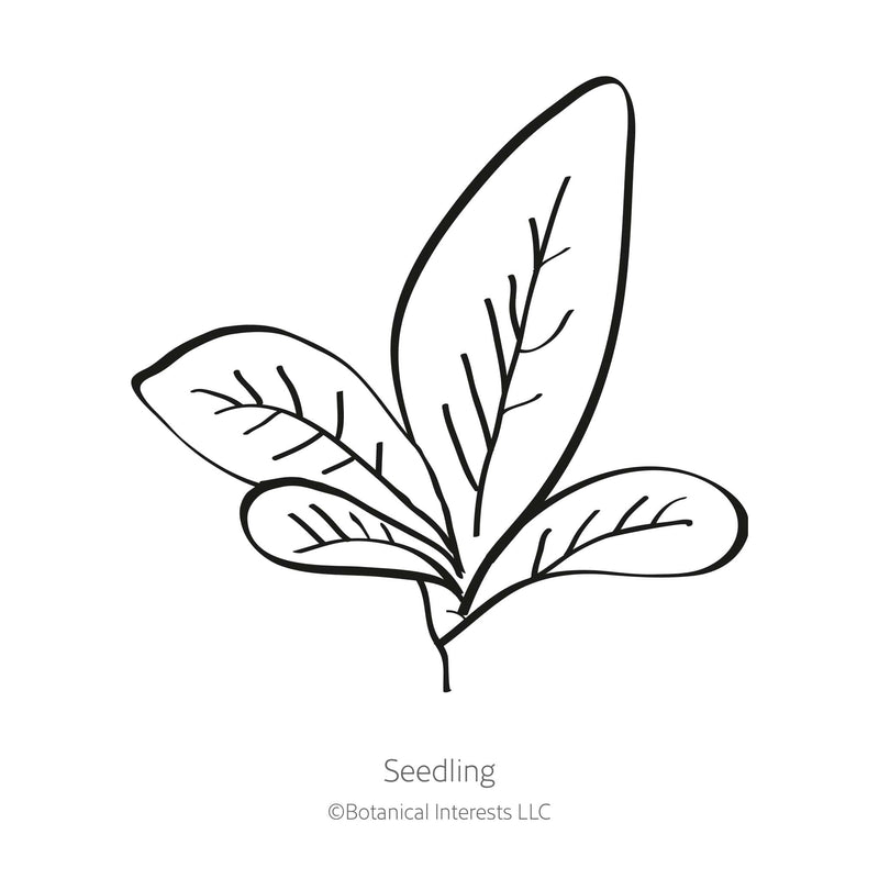 Burgundy Amaranth Seeds