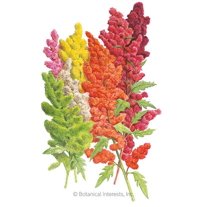 Brightest Brilliant Rainbow Quinoa Seeds
