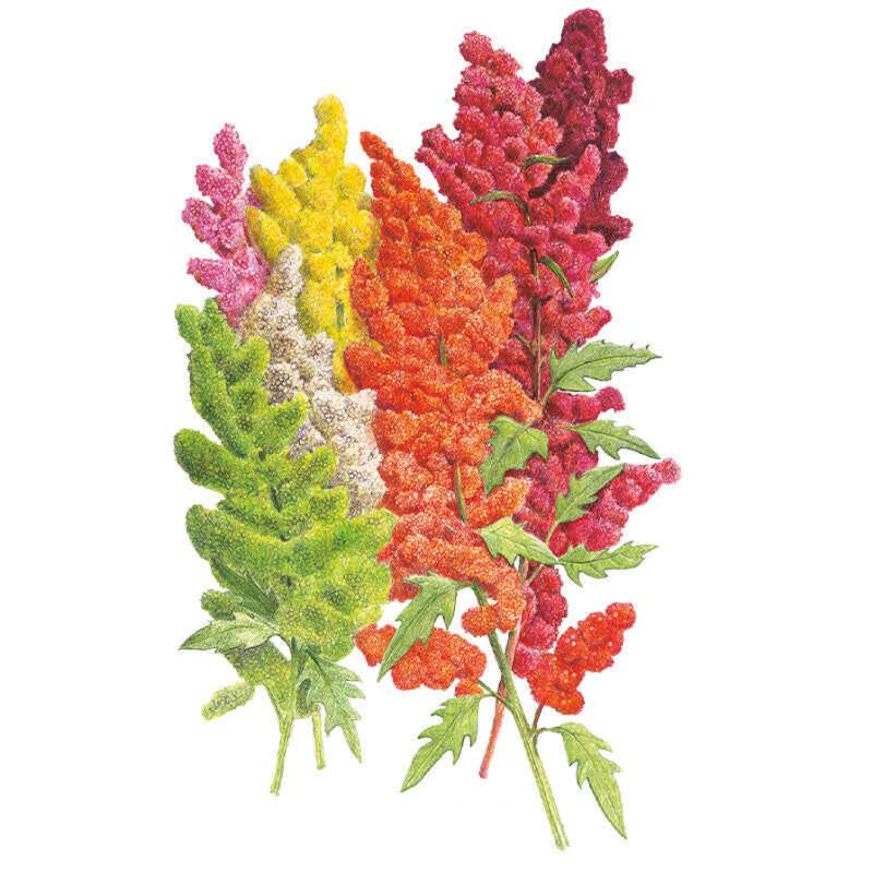 Brightest Brilliant Rainbow Quinoa Seeds