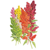 Brightest Brilliant Rainbow Quinoa Seeds