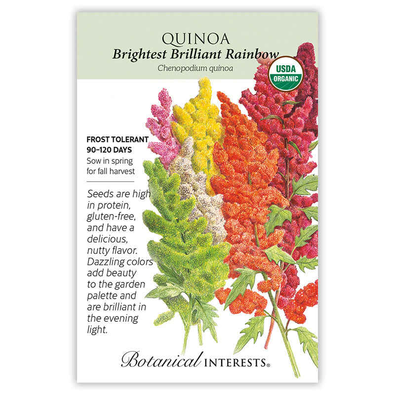 quinoa seeds for planting Brightest Brilliant Rainbow Quinoa Seeds