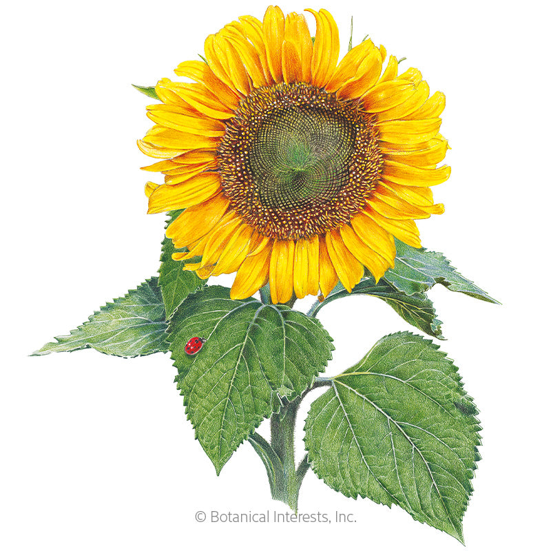 Sunspot Dwarf Sunflower Seeds Product Image