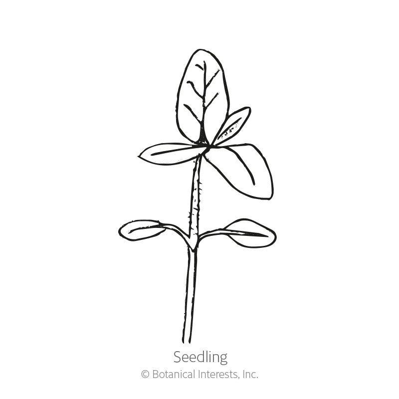 Sunspot Dwarf Sunflower Seeds – Epic Gardening