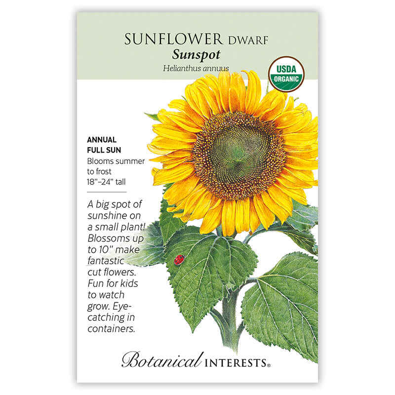 Sunspot Dwarf Sunflower Seeds – Epic Gardening