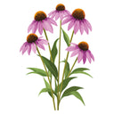 Purple Coneflower Echinacea