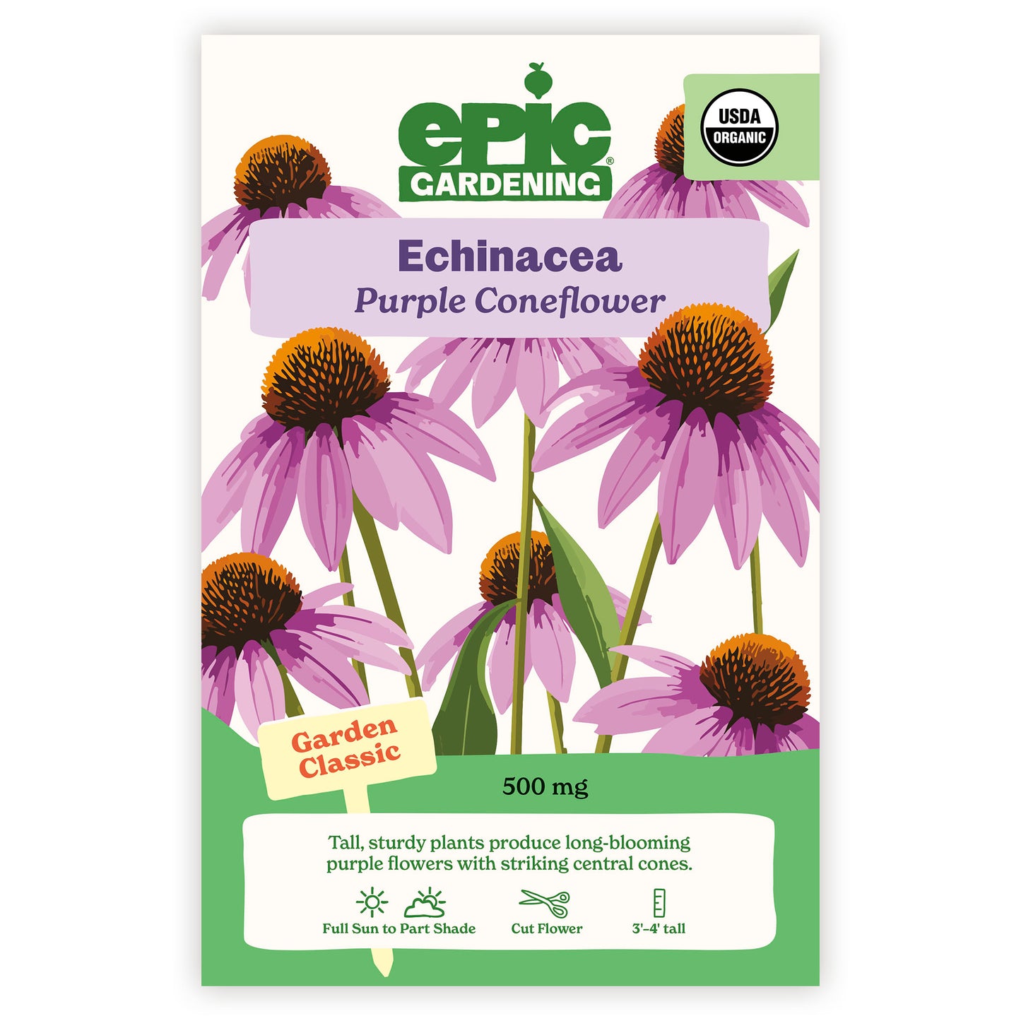 Purple Coneflower Echinacea