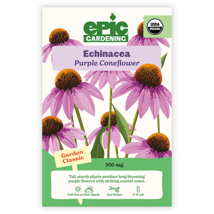 Purple Coneflower Echinacea