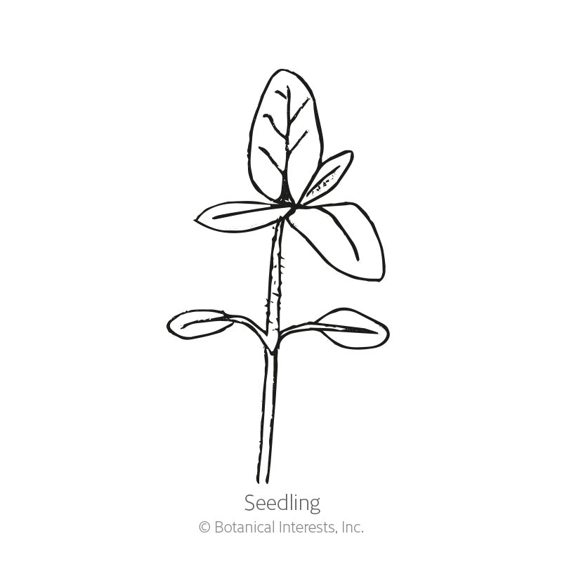 Elves Blend Dwarf Sunflower Seeds Product Image