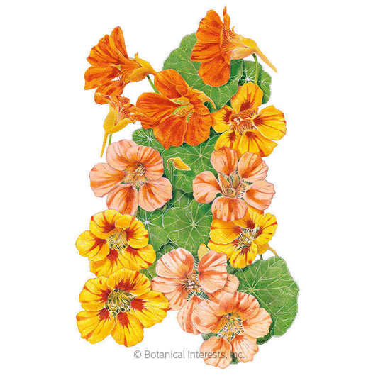 Fiesta Blend Nasturtium Seeds