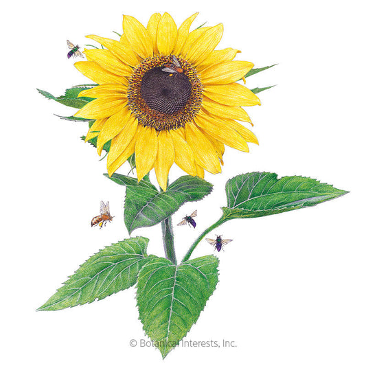 Lemon Queen Sunflower Seeds Product Image