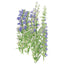 True Hyssop Seeds