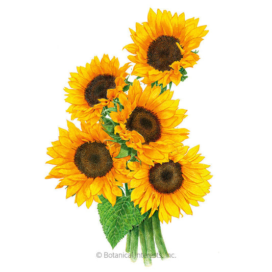 Zohar Sunflower Seeds Product Image