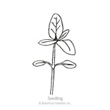 Zohar Sunflower Seeds